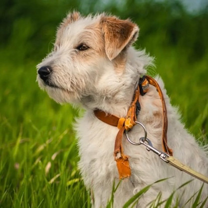 Adopter Georgy