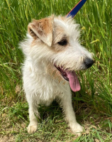 Adopter  chien : Georgy