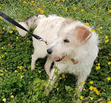 Adoption Georgy