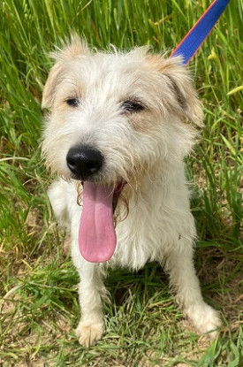 Adoption Georgy
