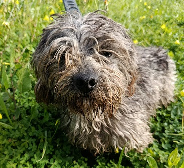 Adopter Sam