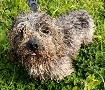 Adopter Sam