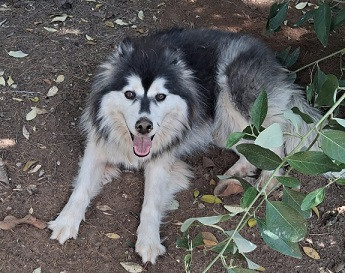 Adopter Tammy