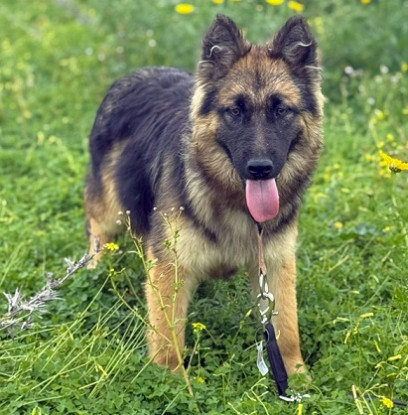 Adopter Prada