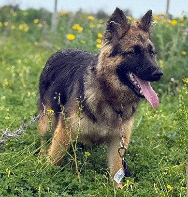 Adopter Prada
