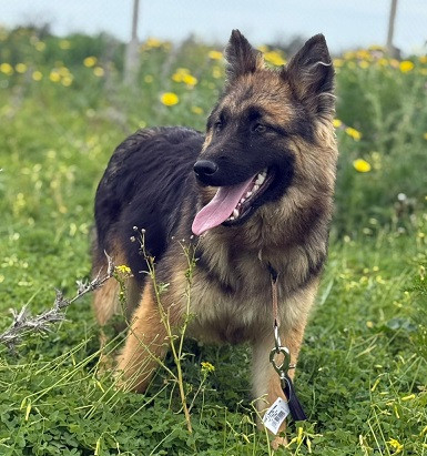 Adoption Prada