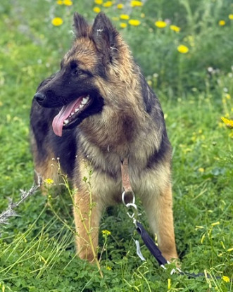 Adoption Prada