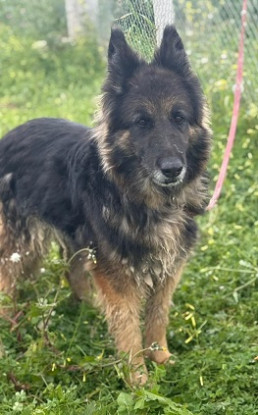 Adopter Lola