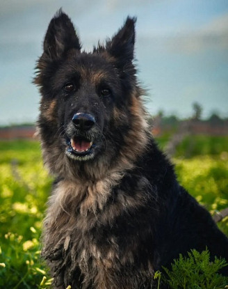 Adopter Lola