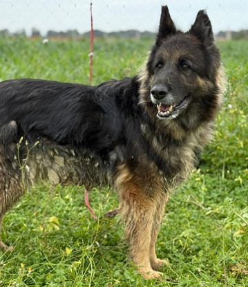 Adoption Lola