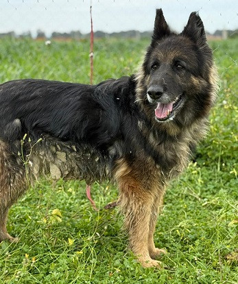 Adoption Lola