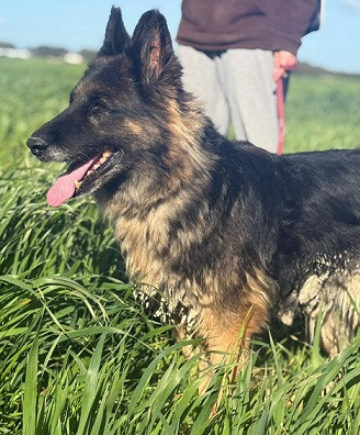 Adopter Lola
