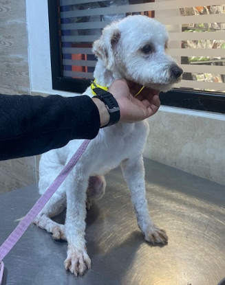 Adopter Pucci