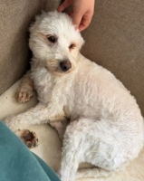 Adopter  chien : Pucci