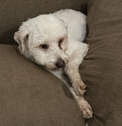 Adopter Pucci