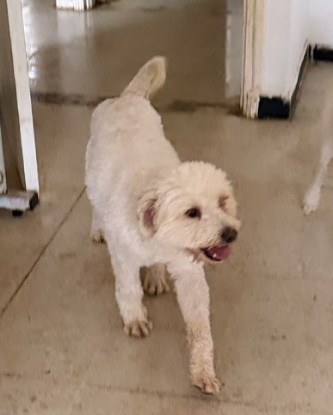 Adoption Pucci