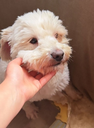 Adoption Pucci