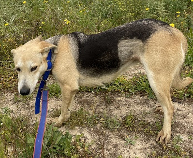Adopter Sola