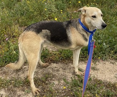 Adopter Sola