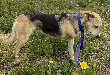 Adoption Sola