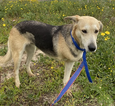 Adopter Sola