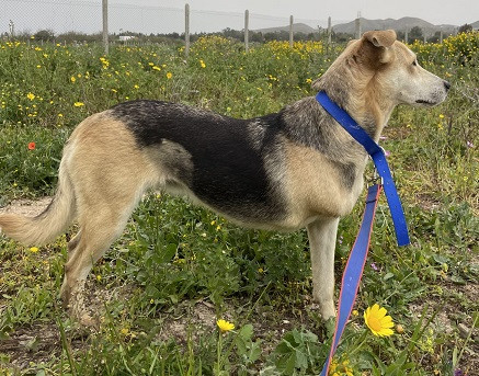 Adoption Sola
