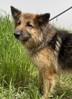 Adoption Roxane