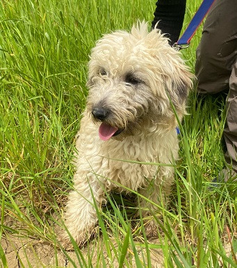 Adopter Flaffy