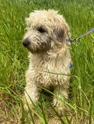 Adopter Flaffy