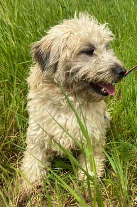 Adoption Flaffy