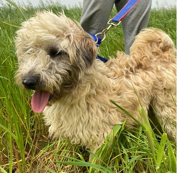 Adoption Flaffy