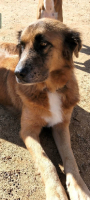 Adopter  chien : Hanna