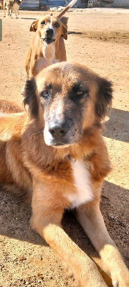Adopter Hanna