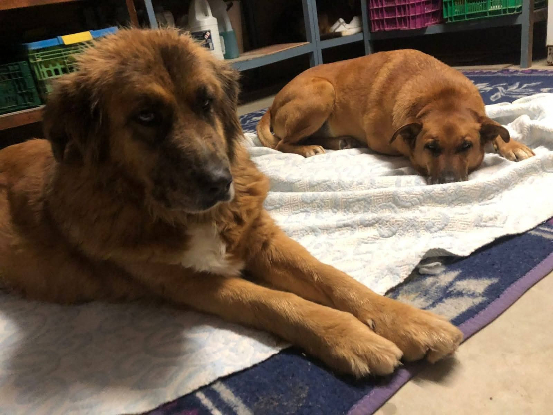 Adopter Hanna