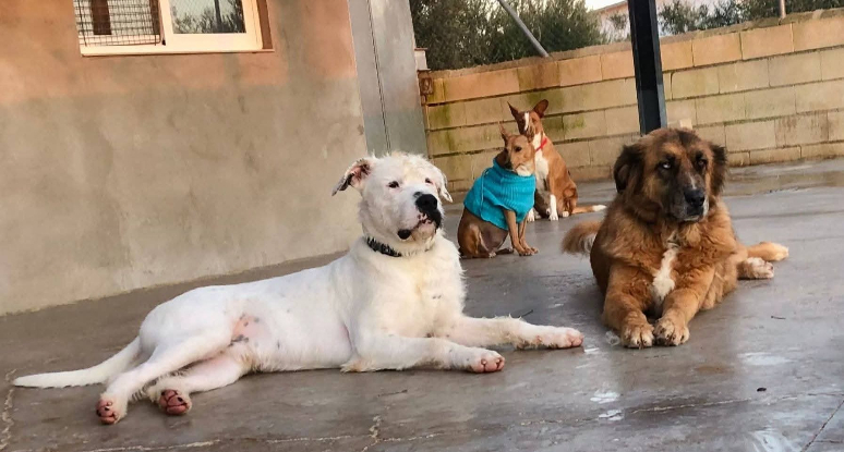 Adoption Hanna