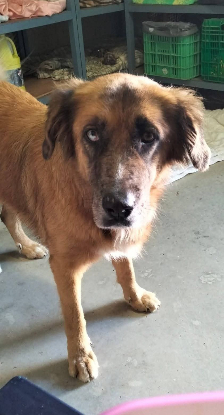 Adoption Hanna