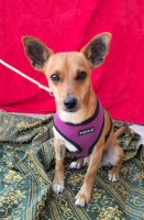 Adopter  chien : Dilon