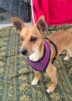 Adopter Dilon