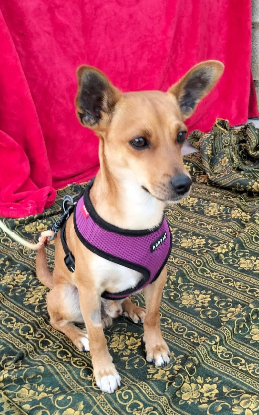 Adopter Dilon