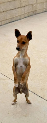 Adoption Dilon