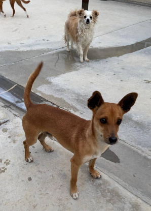 Adoption Dilon
