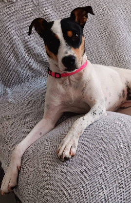 Adopter Atila