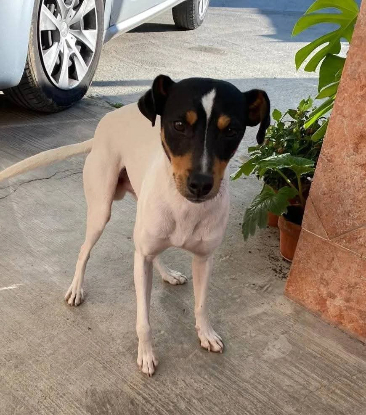 Adopter Atila