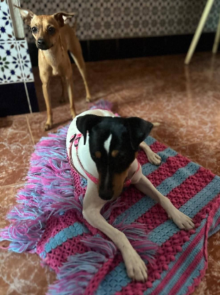 Adopter Atila