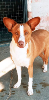 Adopter  chien : Jack