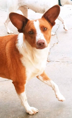 Adopter Jack