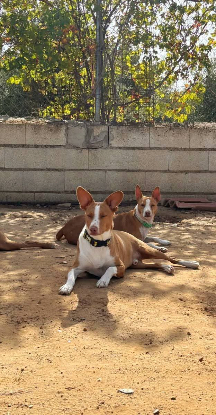 Adoption Jack