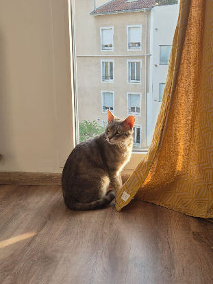 Adopter Asmar