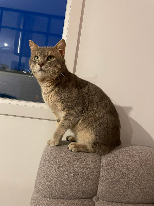 Adoption Asmar