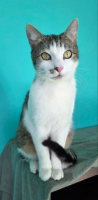 Adopter  chat : Tommy